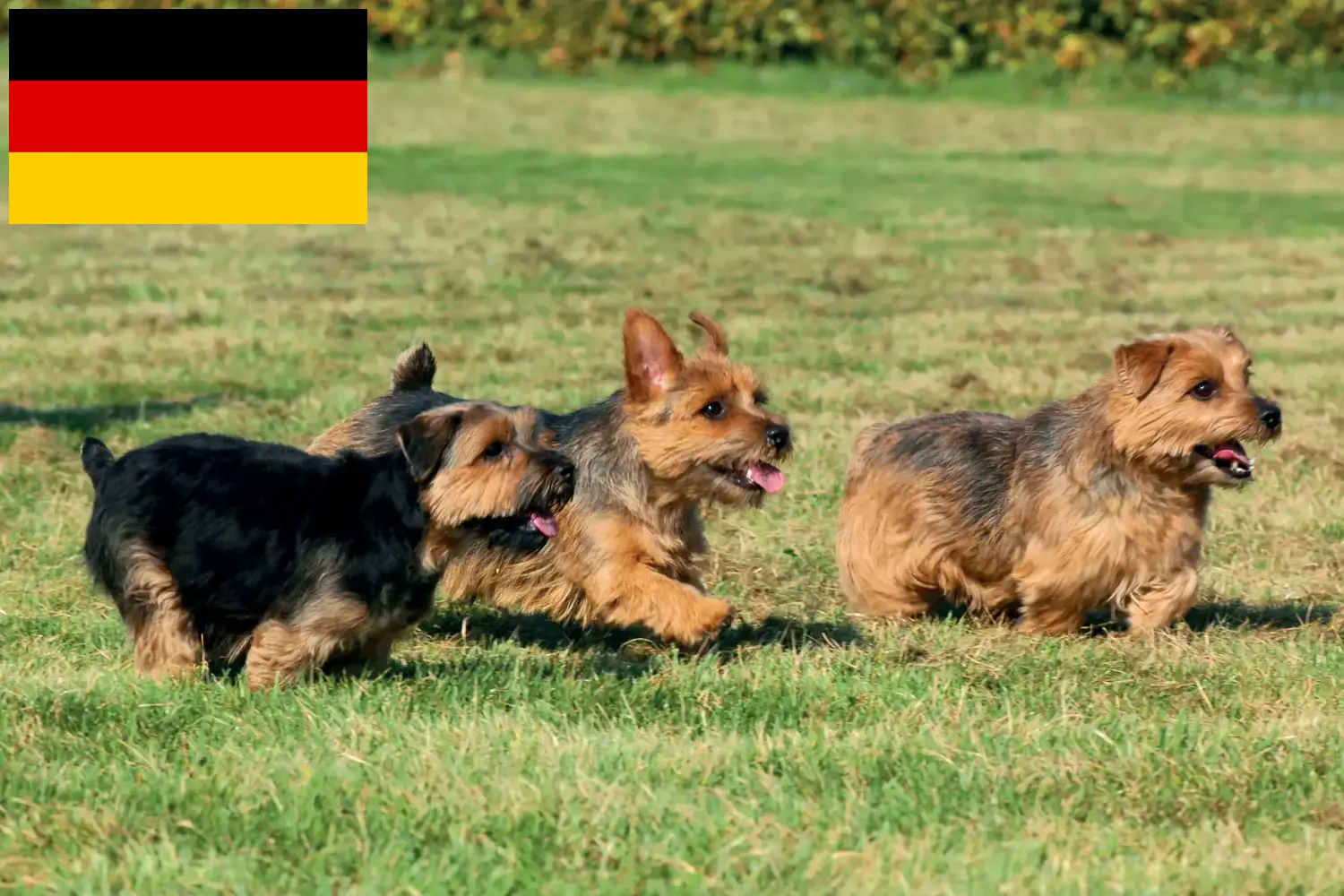 Norfolk terrier kiskutyák és tenyésztők Németország Itt Norfolk Terrier tenyésztőket talál Németországban.