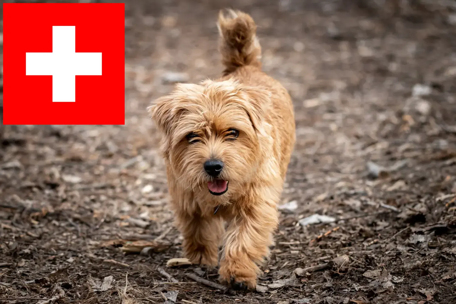 Norfolk terrier kölykök és tenyésztők Svájc Itt Norfolk terrier tenyésztőket talál Svájcban.