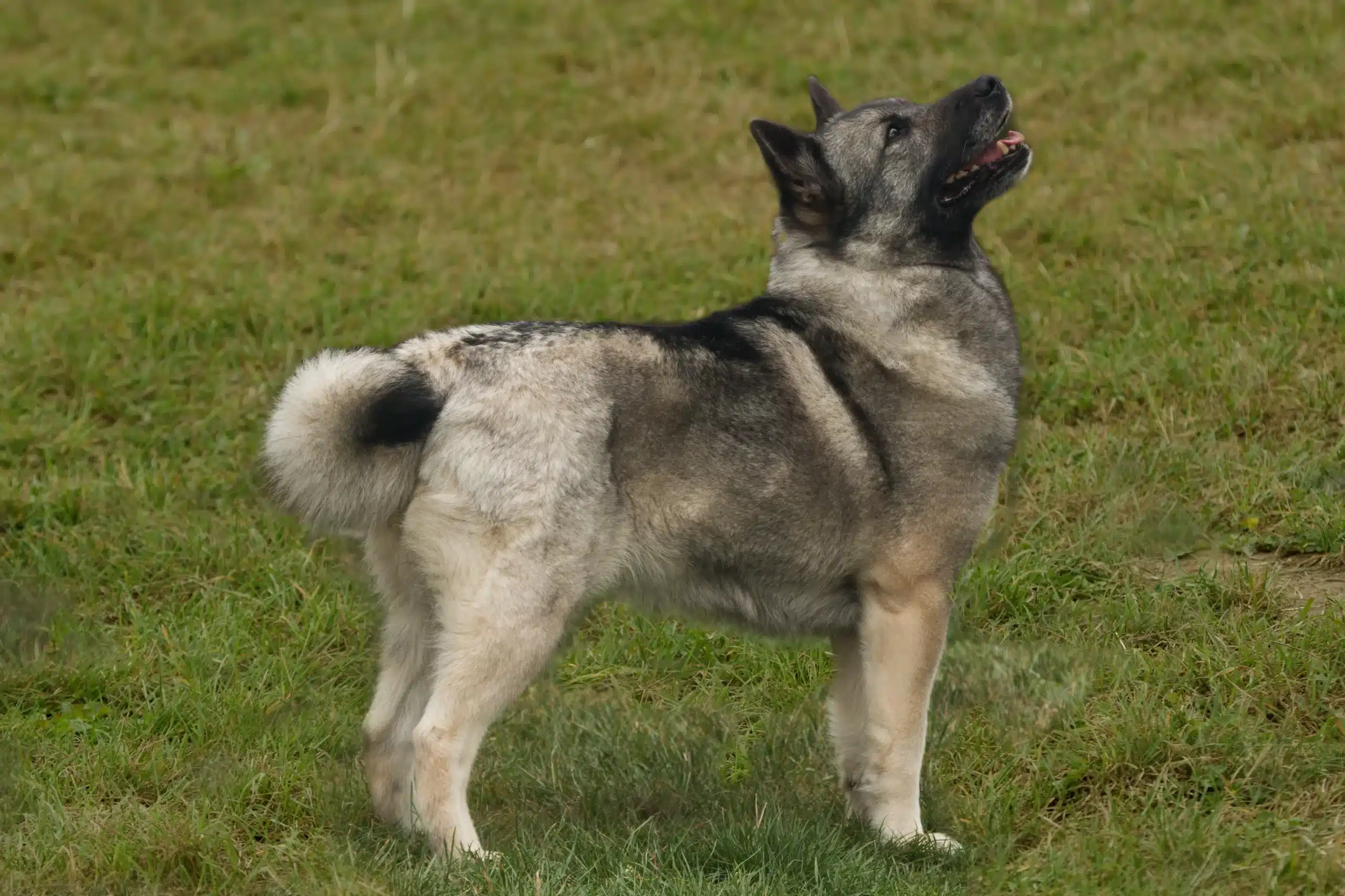Read more about the article Norvég Buhund tenyésztő
