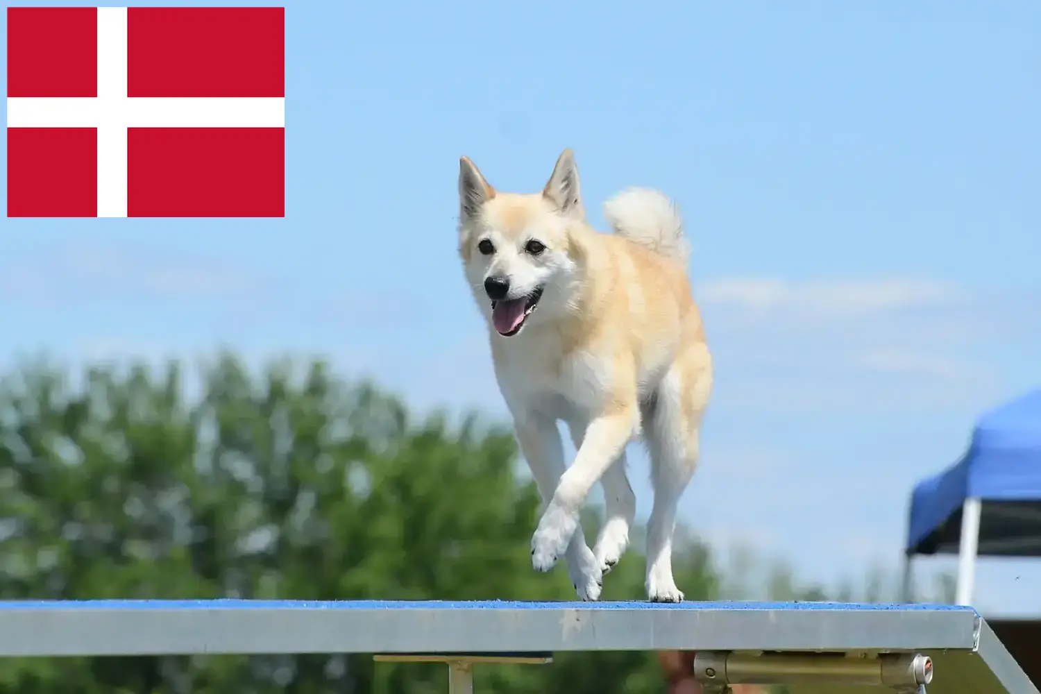 Norvég Buhund kiskutyák és tenyésztők Dánia Norvég buhunde tenyésztőket Dániában itt találsz.