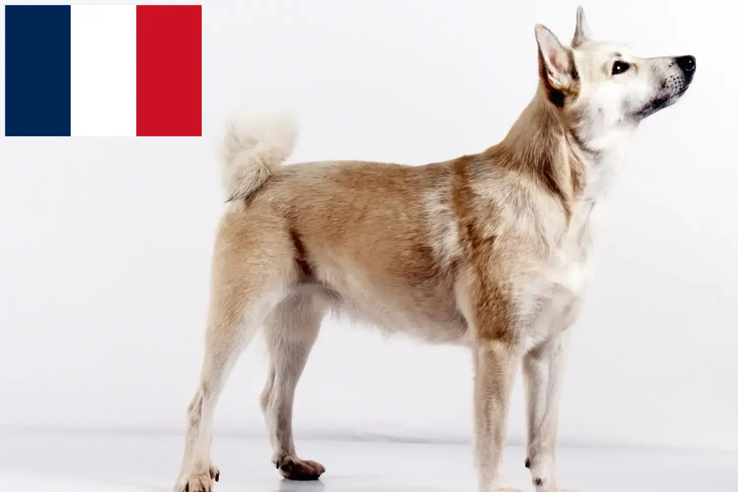 Norvég Buhund kiskutyák és tenyésztők Franciaország Norvég buhunde tenyésztőket Franciaországban itt találsz.