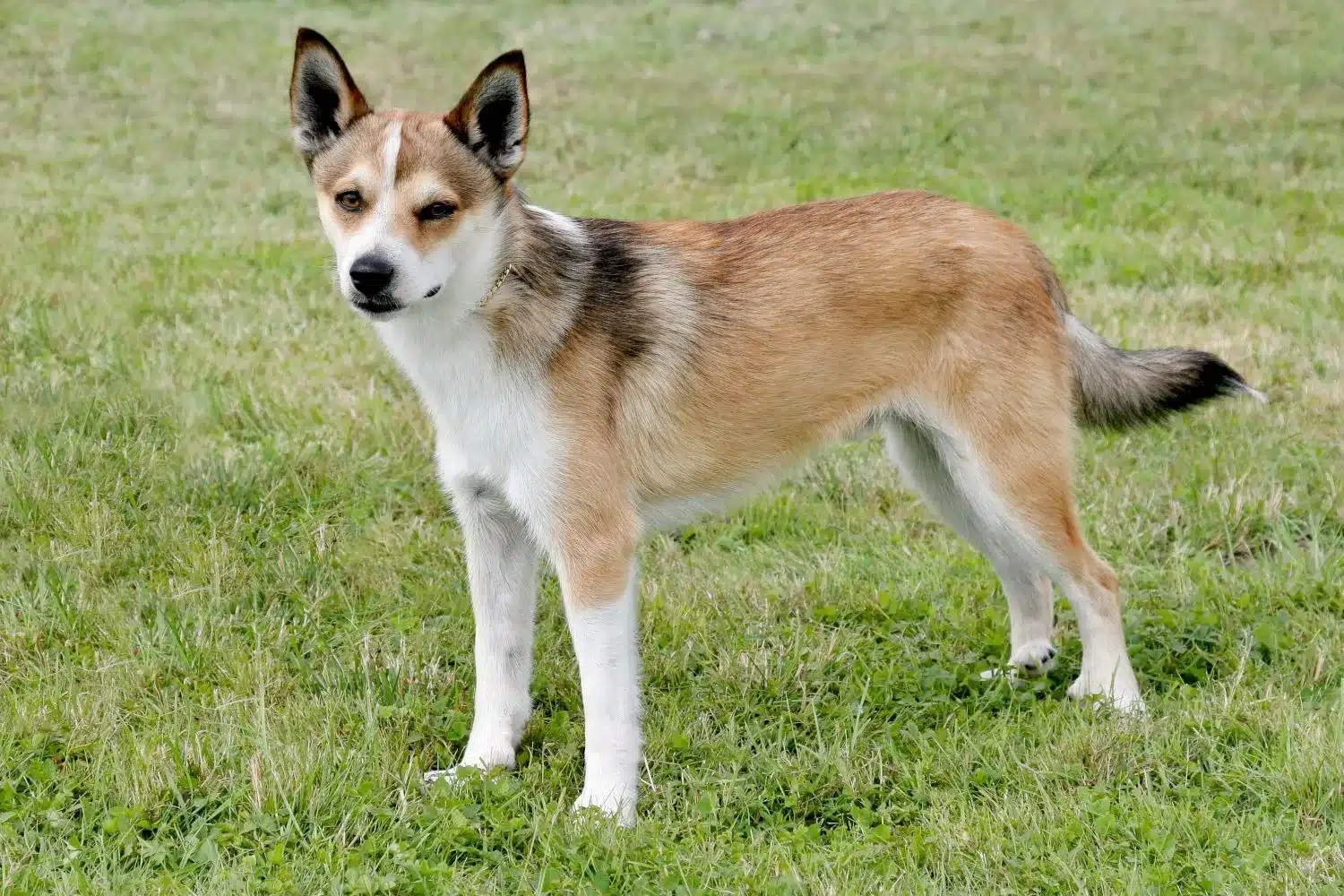 Norvég Lundehund kölykök és tenyésztők Itt találhat norvég Lundehund tenyésztőket az Ön közelében.