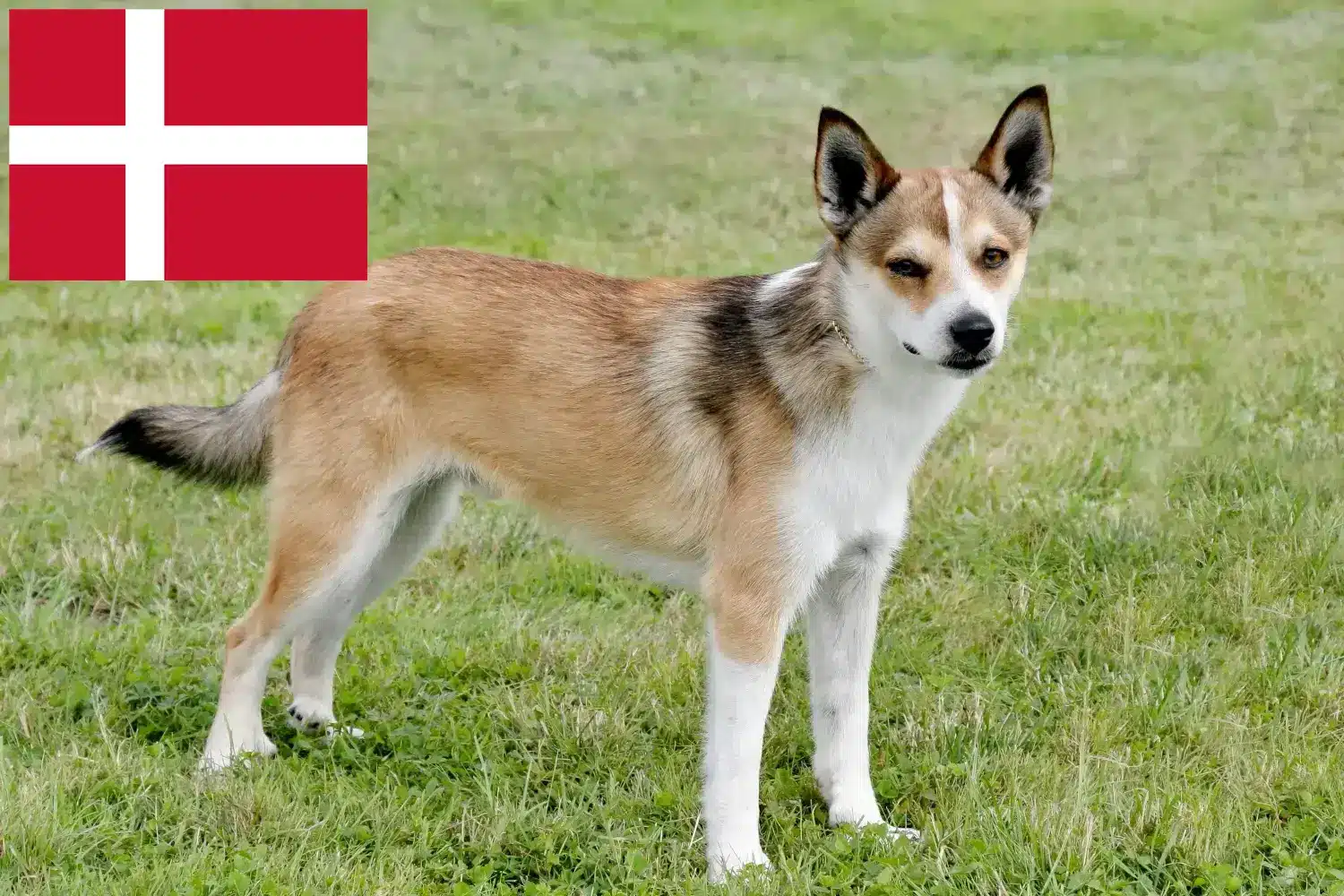 Norvég Lundehund kiskutyák és tenyésztők Dánia Itt talál norvég Lundehund tenyésztőket Dániában.