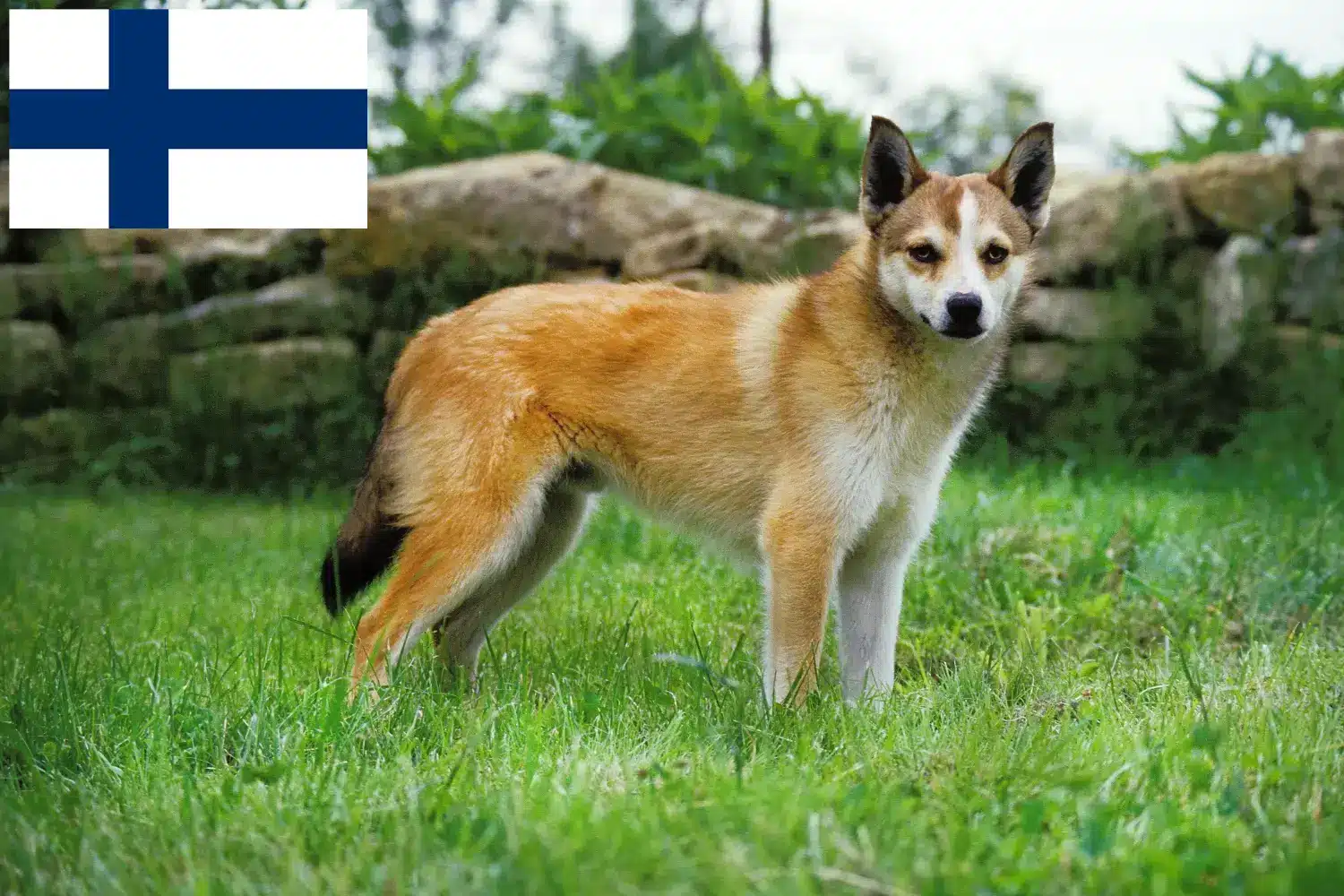 Norvég Lundehund kiskutyák és tenyésztők Finnország Norvég Lundehund tenyésztőket Finnországban itt találsz.