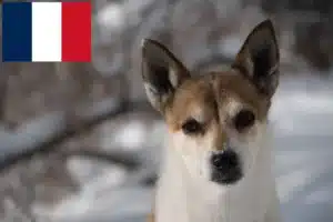 Read more about the article Norvég Lundehund tenyésztők és kiskutyák Franciaországban