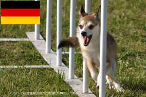 Read more about the article Norvég Lundehund tenyésztők és kölykök Németországban
