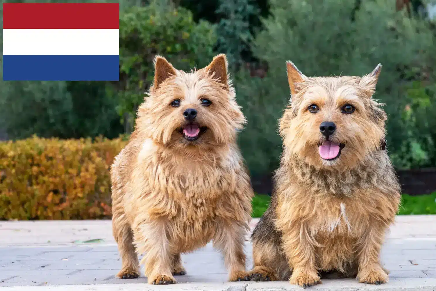 Norwich Terrier kölykök és tenyésztők Hollandia Norwich terrier tenyésztőket Hollandiában itt találsz.