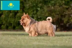 Read more about the article Norwich Terrier tenyésztők és kölykök Kazahsztánban
