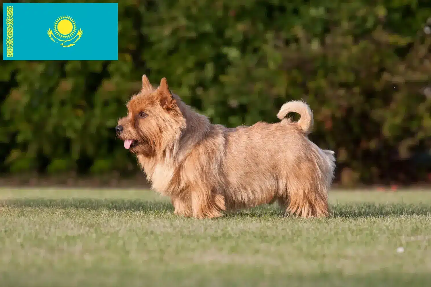 Norwich Terrier kiskutyák és tenyésztők Kazahsztánban Keress Norwich Terrier tenyésztőket Kazahsztánban.