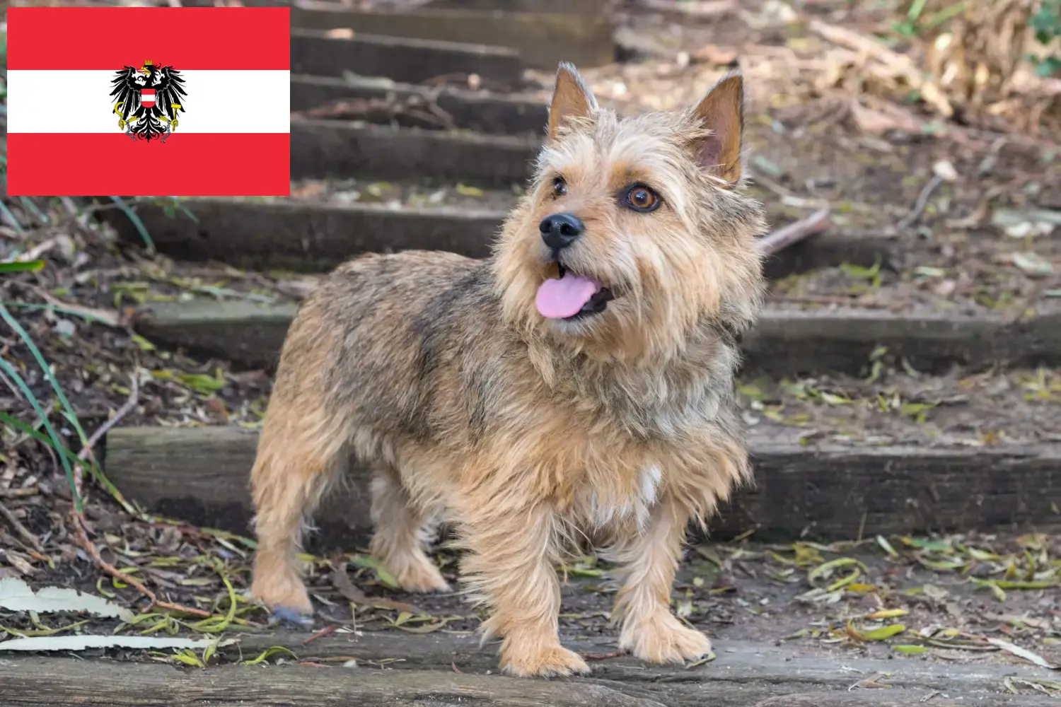 Norwich Terrier kölykök és tenyésztők Ausztria Itt Norwich Terrier tenyésztőket talál Ausztriában.