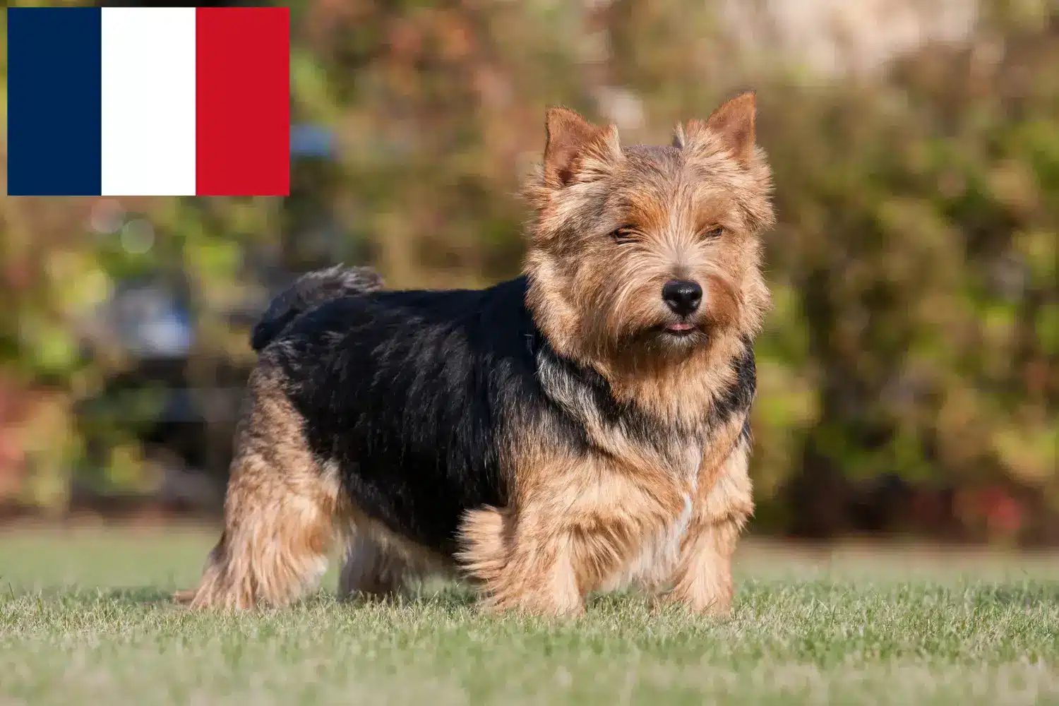 Norwich Terrier kölykök és tenyésztők Franciaország Norwich terrier tenyésztőket Franciaországban itt találsz.