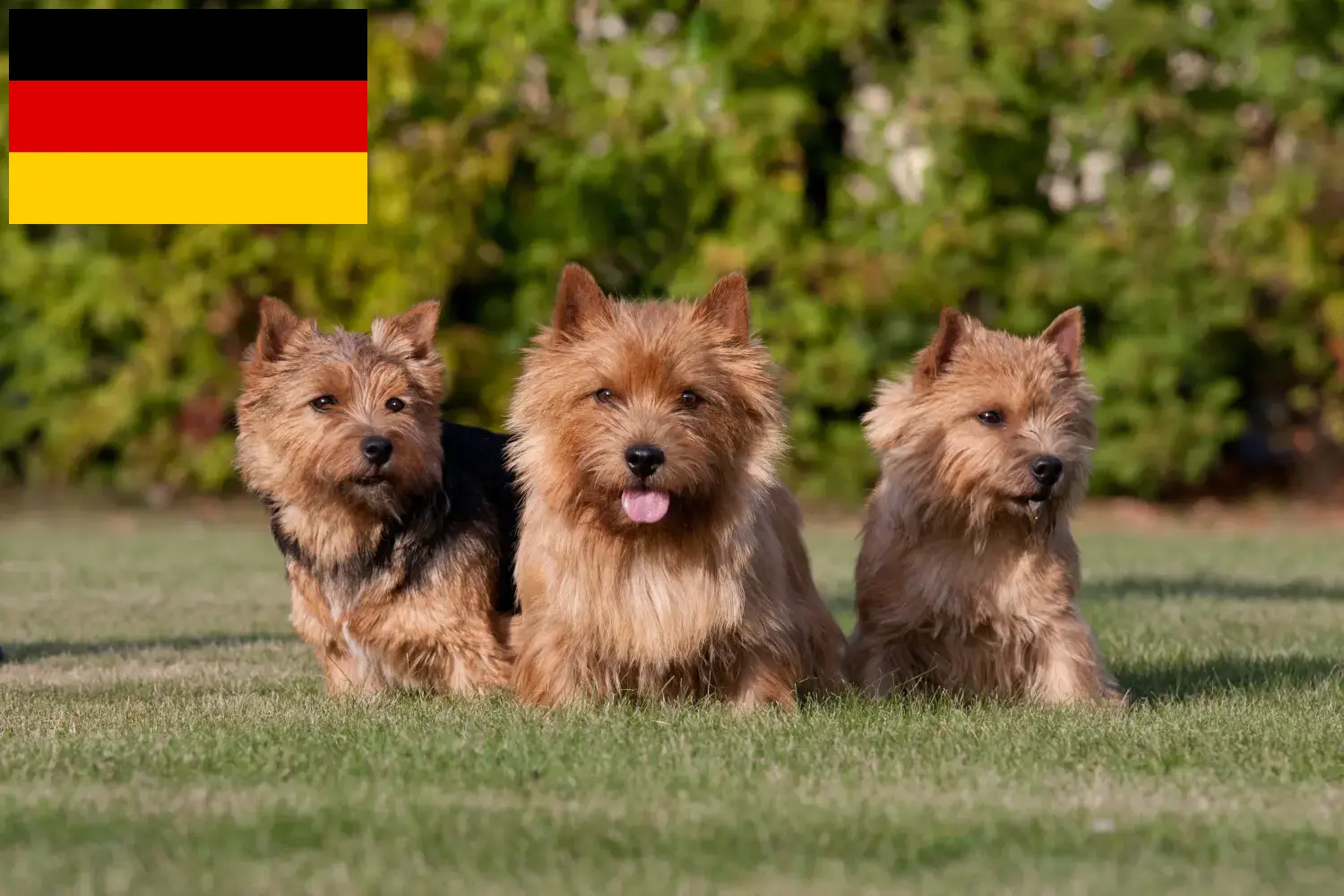 Norwich Terrier kiskutyák és tenyésztők Németország Itt Norwich Terrier tenyésztőket talál Németországban.
