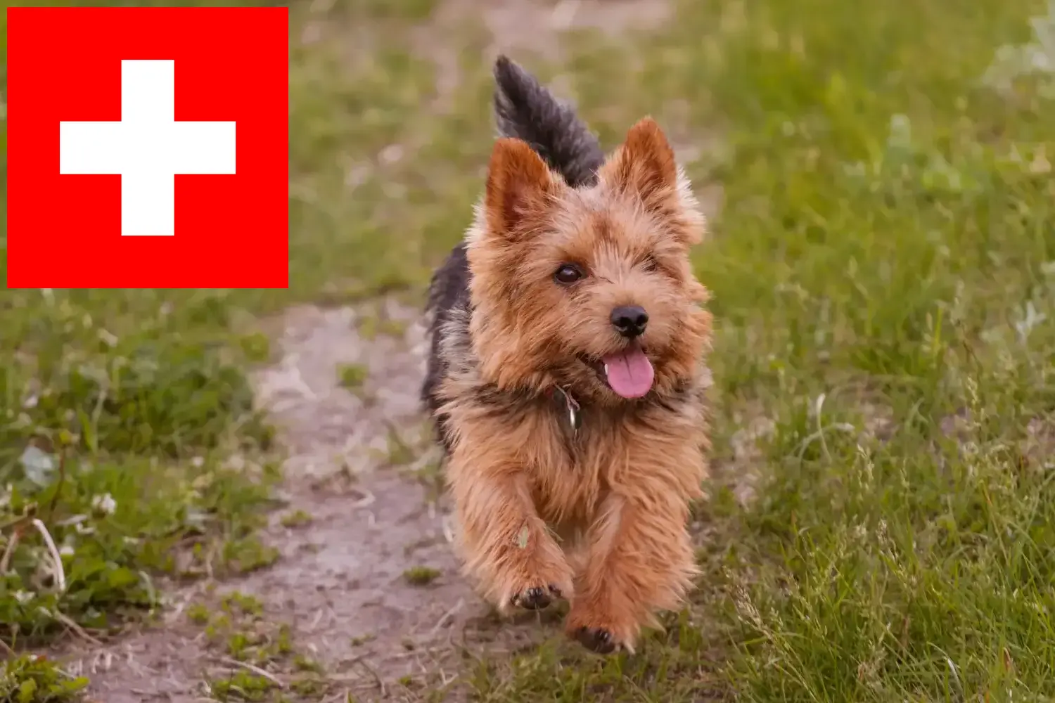 Norwich Terrier kiskutyák és tenyésztők Svájc Norwich Terrier tenyésztők keresése Svájcban.