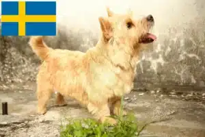 Read more about the article Norwich Terrier tenyésztők és kölykök Svédországban
