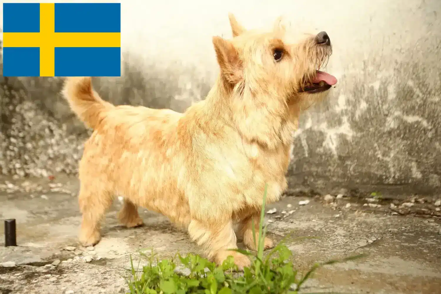 Norwich Terrier kölykök és tenyésztők Svédországban Norwich terrier tenyésztőket Svédországban itt találsz.