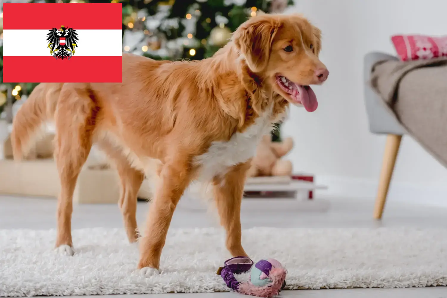 Nova Scotia Duck Tolling Retriever kölykök és tenyésztők Ausztria Itt talál Nova Scotia Duck Tolling Retriever tenyésztőket Ausztriában.