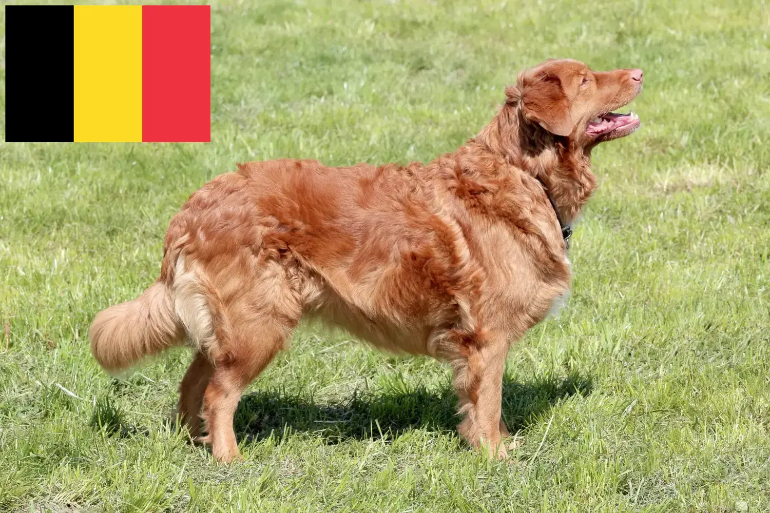 Nova Scotia Duck Tolling Retriever kölykök és tenyésztők Belgium Keress Nova Scotia Duck Tolling Retriever tenyésztőket Belgiumban.