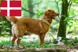 Read more about the article Nova Scotia Duck Tolling Retriever tenyésztők és kölykök Dániában