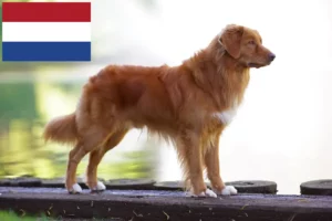 Read more about the article Nova Scotia Duck Tolling Retriever tenyésztők és kölykök Hollandiában