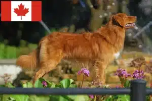 Read more about the article Nova Scotia Duck Tolling Retriever tenyésztők és kölykök Kanadában