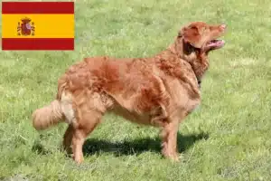 Read more about the article Nova Scotia Duck Tolling Retriever tenyésztők és kölykök Spanyolországban