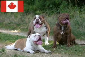 Read more about the article Olde English Bulldog tenyésztők és kölykök Kanadában