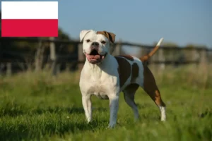 Read more about the article Olde English Bulldog tenyésztők és kölykök Lengyelországban