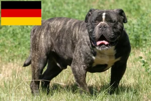 Read more about the article Olde English Bulldog tenyésztők és kölykök Németországban