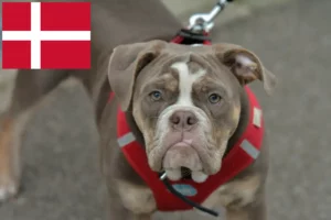 Read more about the article Olde English Bulldog tenyésztők és kölykök Dánia területén