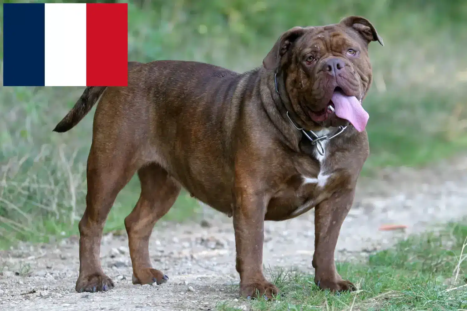 Olde English Bulldog kölykök és tenyésztők Franciaország Olde English Bulldog tenyésztőket Franciaországban itt talál.