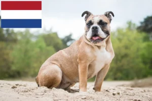 Read more about the article Olde English Bulldog tenyésztők és kölykök Hollandiában