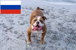 Read more about the article Olde English Bulldog tenyésztők és kölykök Oroszországban