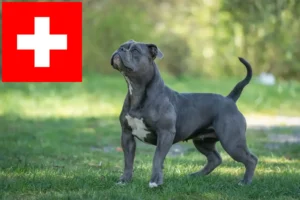 Read more about the article Olde English Bulldog tenyésztők és kölykök Svájcban