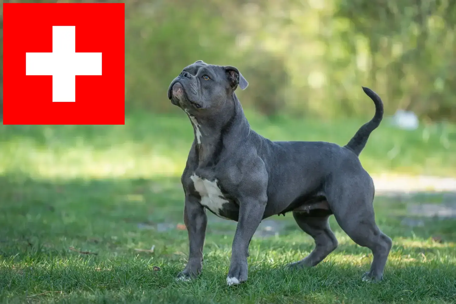 Olde English Bulldog kölykök és tenyésztők Svájcban Itt talál Olde English Bulldog tenyésztőket Svájcban.
