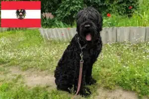 Read more about the article Orosz fekete terrier tenyésztők és kiskutyák Ausztriában