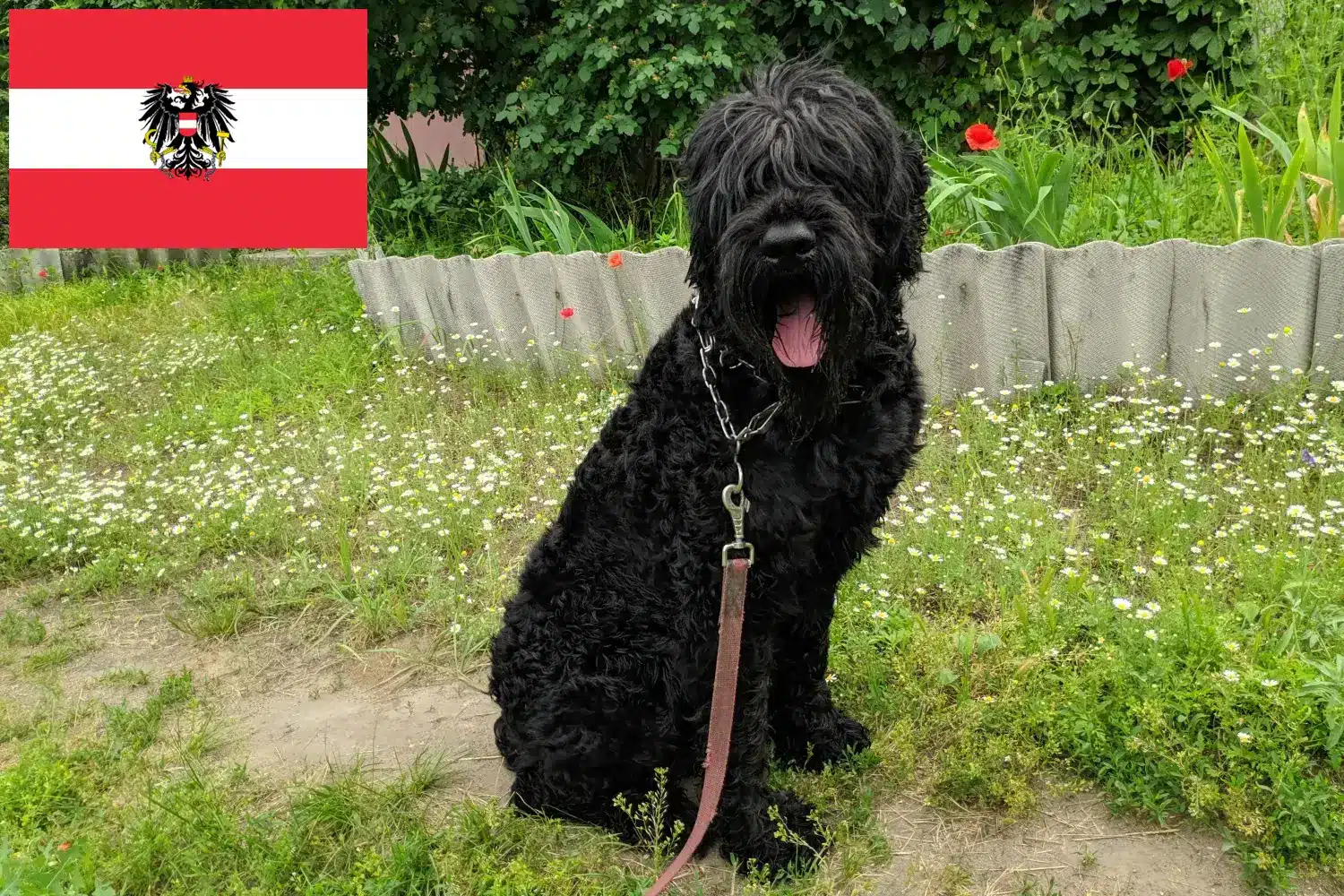 Orosz fekete terrier kölykök és tenyésztők Ausztria Itt találhat orosz fekete terrier tenyésztőket Ausztriában.
