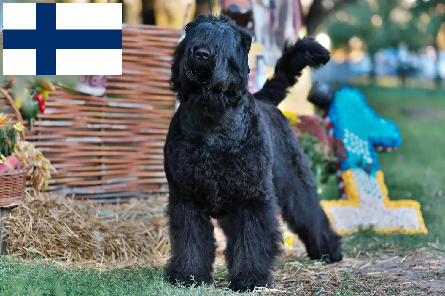Orosz Fekete Terrier kölykök és tenyésztők Finnország Orosz fekete terrier tenyésztőket Finnországban itt találsz.