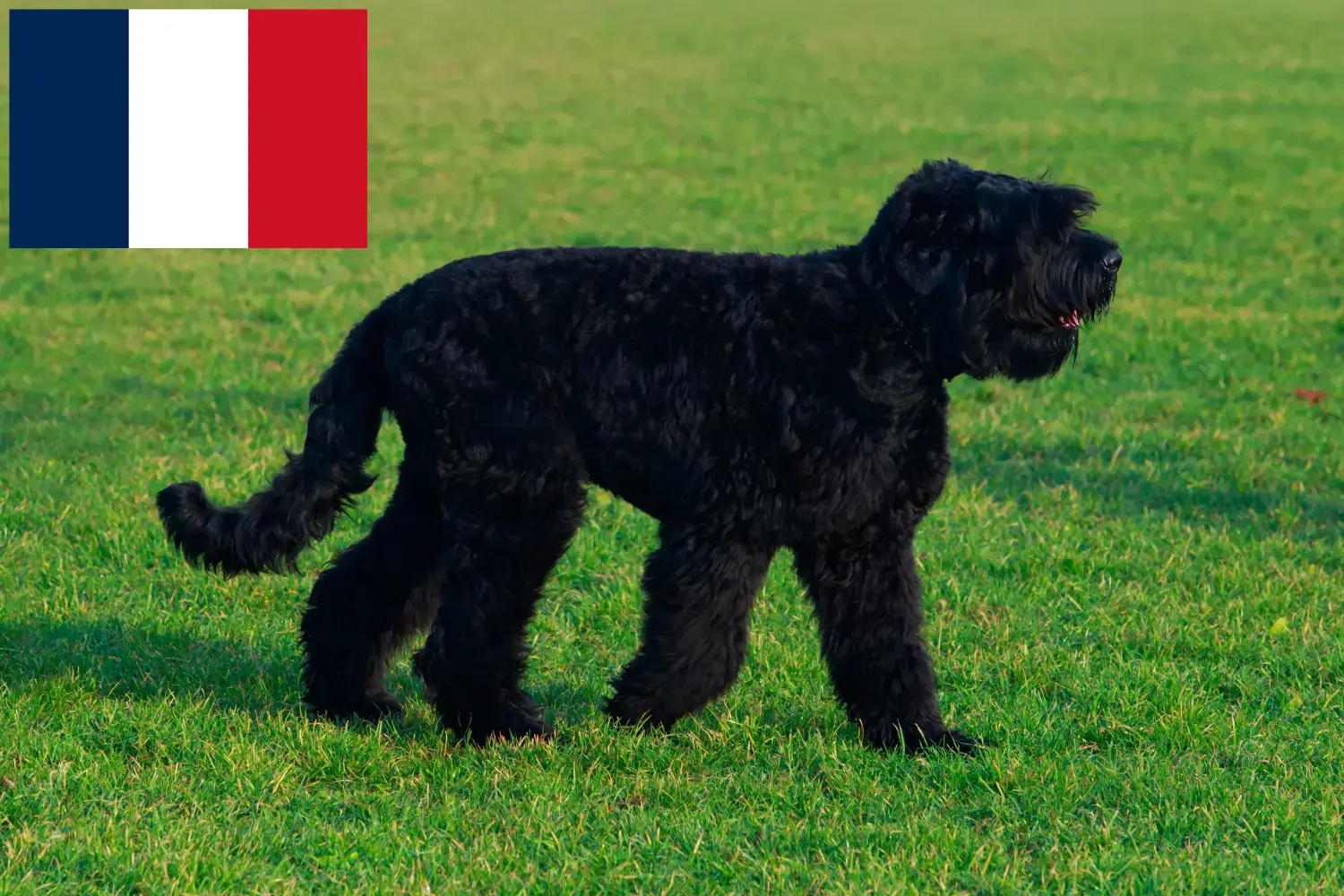 Orosz Fekete Terrier kölykök és tenyésztők Franciaország Orosz fekete terrier tenyésztőket Franciaországban itt találsz.