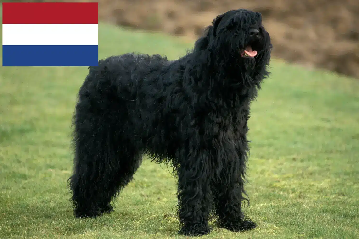 Orosz fekete terrier kölykök és tenyésztők Hollandia Itt találhatsz orosz fekete terrier tenyésztőket Hollandiában.