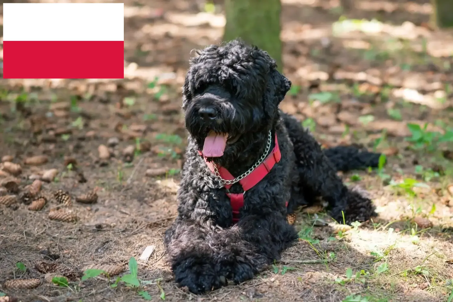 Orosz Fekete Terrier kölykök és tenyésztők Lengyelország Orosz fekete terrier tenyésztőket Lengyelországban itt találsz.