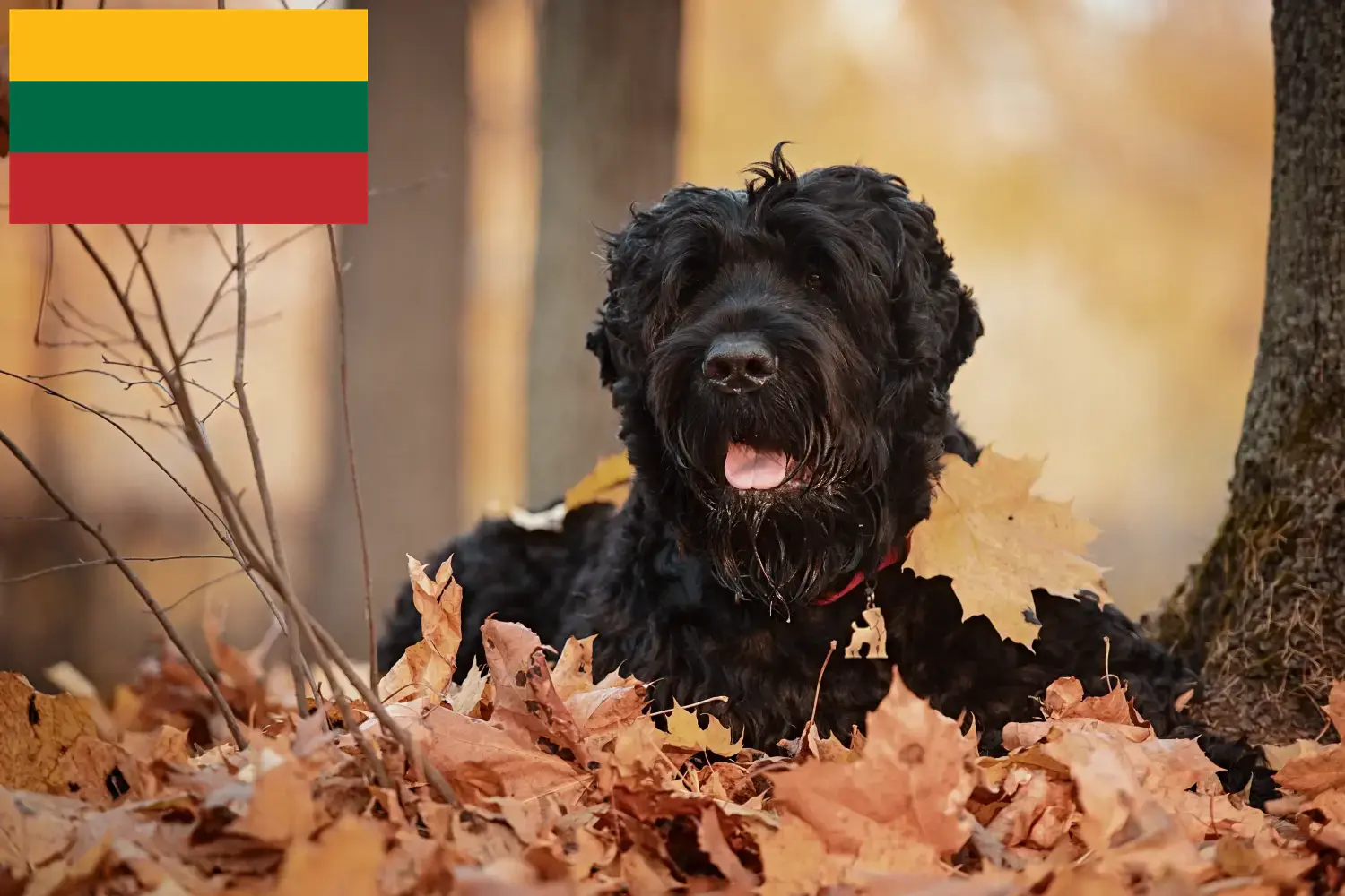 Orosz fekete terrier kiskutyák és tenyésztők Litvánia Itt találhatsz orosz fekete terrier tenyésztőket Litvániában.