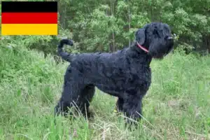 Read more about the article Orosz fekete terrier tenyésztők és kiskutyák Németországban