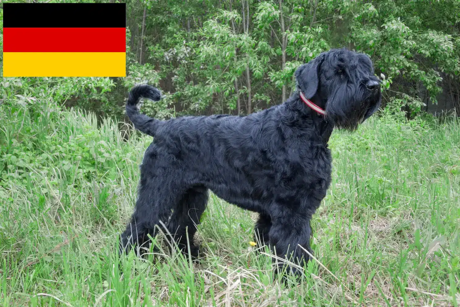 Orosz Fekete Terrier kölykök és tenyésztők Németország Itt találhat orosz fekete terrier tenyésztőket Németországban.