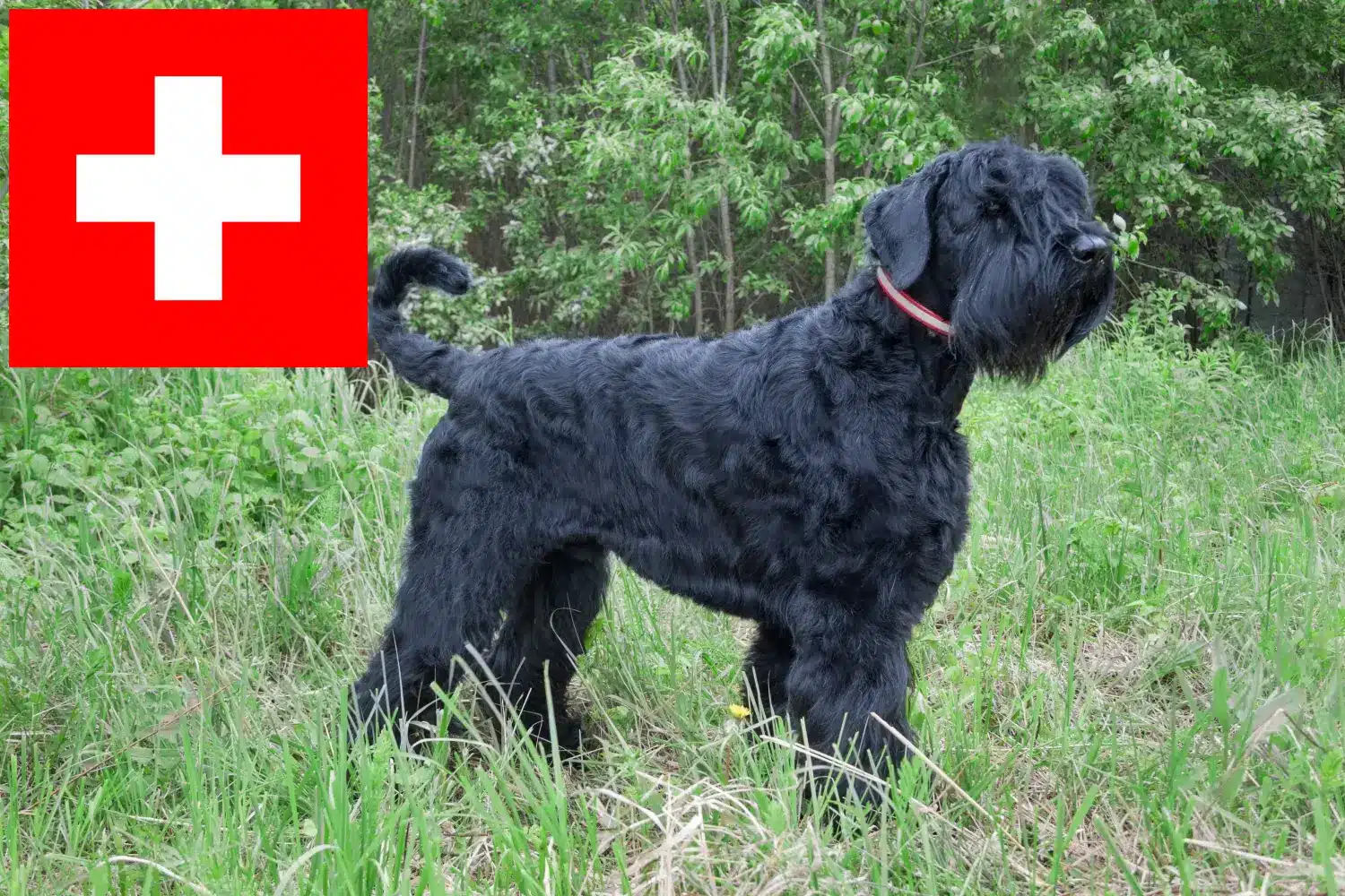 Orosz Fekete Terrier kölykök és tenyésztők Svájc Itt megtalálja az orosz fekete terrier tenyésztőket Svájcban.