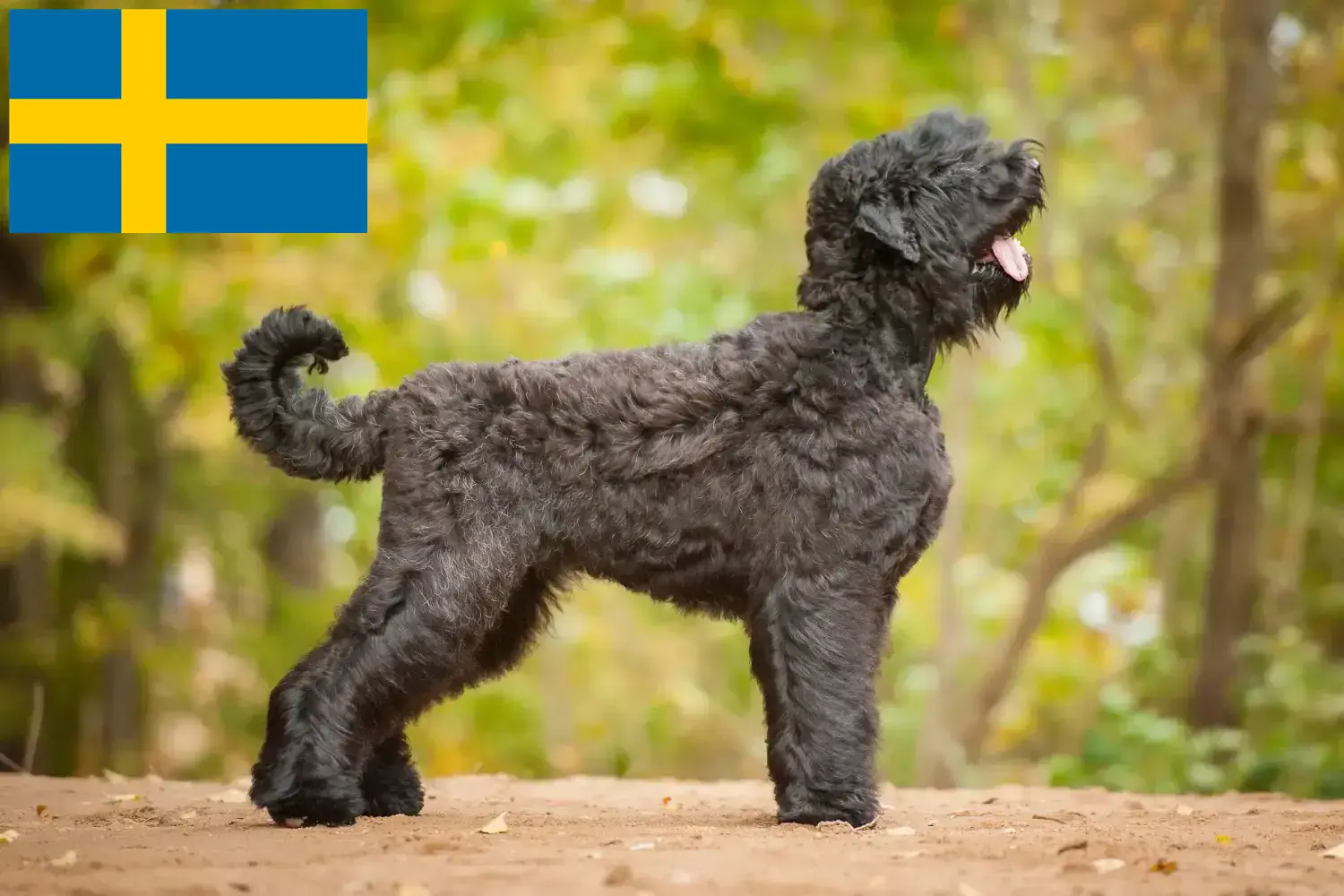 Orosz Fekete Terrier kölykök és tenyésztők Svédországban Svédországi orosz fekete terrier tenyésztőket itt találsz.