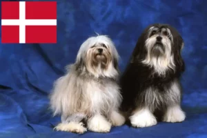 Read more about the article Löwchen tenyésztők és kölykök Dániában