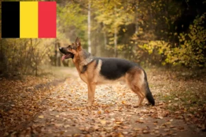 Read more about the article Juhászkutyatenyésztők és kölyökkutyák Belgiumban
