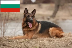 Read more about the article Pásztorkutyatenyésztők és kölykök Bulgáriában