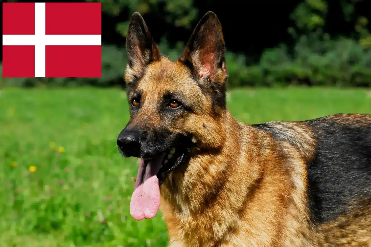 Juhászkutyakölykök és tenyésztők Dánia Itt talál német juhászkutya tenyésztőket Dániában.