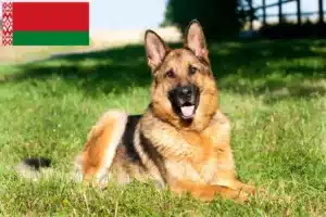 Read more about the article Pásztorkutya tenyésztők és kölykök Fehéroroszországban